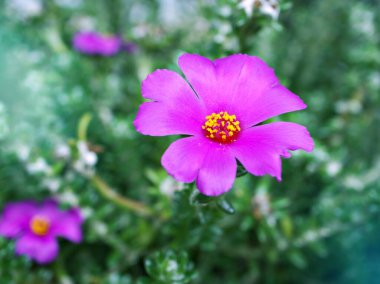 Yakın plan, mor Portekiz Werdermannii çiçeği yaz mevsiminde çiçek açıyor ve güzel arka plan için yumuşak seçici odak, doğanın narin rüya gibi güzelliği, makro, kopyalama alanı, nazikçe 