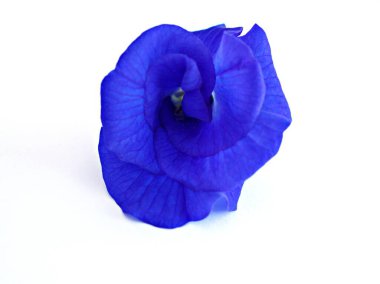 Makro Mavi Çiçek Asya güvercinlerini izole etti. Klitoria ternatea blue ebellvine blue pea cordofan bezelye, Darwin bezelyesi, tropikal çiçekli bitkiler, güzel bir arkaplan için yumuşak seçici odak 