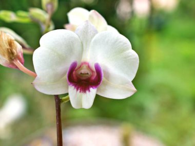 Nazikçe beyaz çiçek orkideleri aşevi, tropikal bahçede açan Dendrobium bigibbum, güzel arka plan için yumuşak seçici odak, doğanın güzelliğinin narin rüyası, fotokopi alanı, sevimli makro, sabah taze çiçekleri, makro flora, yakın çekim yaprakları.