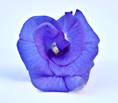 Makro Mavi Çiçek Asya güvercinlerini izole etti. Klitoria ternatea blue ebellvine blue pea cordofan bezelye, Darwin bezelyesi, tropikal çiçekli bitkiler, güzel bir arkaplan için yumuşak seçici odak 