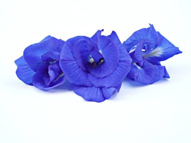 Makro Mavi Çiçek Asya güvercinlerini izole etti. Klitoria ternatea blue ebellvine blue pea cordofan bezelye, Darwin bezelyesi, tropikal çiçekli bitkiler, güzel bir arkaplan için yumuşak seçici odak 