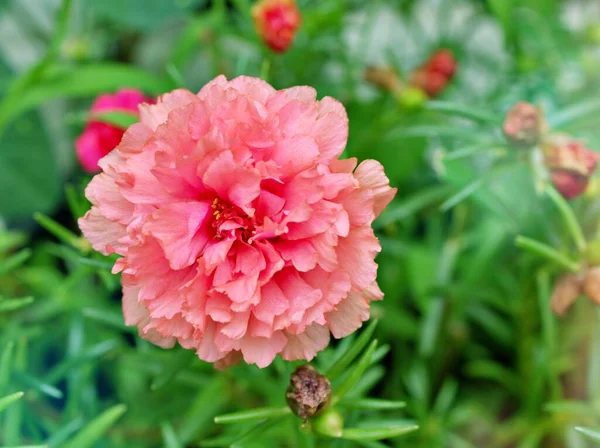 Closeup pink orange flower moss-rose purslane plants Portulaca grandiflora with soft selective focus for pretty background ,delicate dreamy beauty of nature ,macro image, free copy space for letter