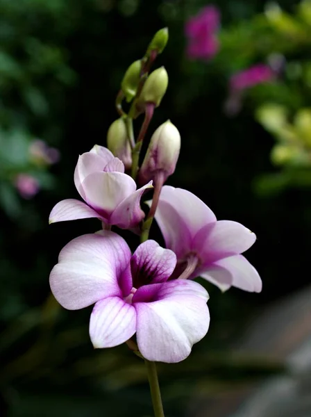 優しく白い紫色の花の蘭の料理の町 美しい背景のための柔らかい選択的なフォーカス 自然の美しさの繊細な夢 コピースペース 素敵なマクロで開花Dendrobium Bigibbum — ストック写真