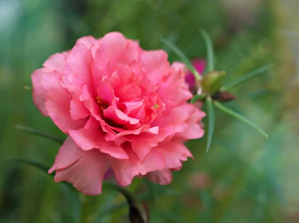 Closeup pink orange flower moss-rose purslane plants Portulaca grandiflora with soft selective focus for pretty background ,delicate dreamy beauty of nature ,macro image, free copy space for letter