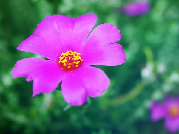 Closeup Roxo Rosa Portulaca Werdermannii Flor Suculenta Florescendo Jardim Verão — Fotografia de Stock