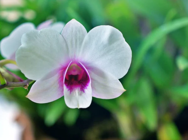 Jemně Bílo Fialové Květinové Orchideje Kuchařské Město Dendrobium Bigibum Kvetoucí — Stock fotografie