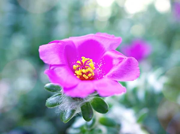 Zbliżenie Fioletowy Różowy Portulaca Werdermannii Kwiat Soczysty Kwitnący Ogrodzie Lato — Zdjęcie stockowe