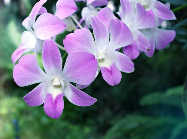 Jemně Fialové Květinové Orchideje Kuchařské Město Dendrobium Bigibum Kvetoucí Zahradě — Stock fotografie