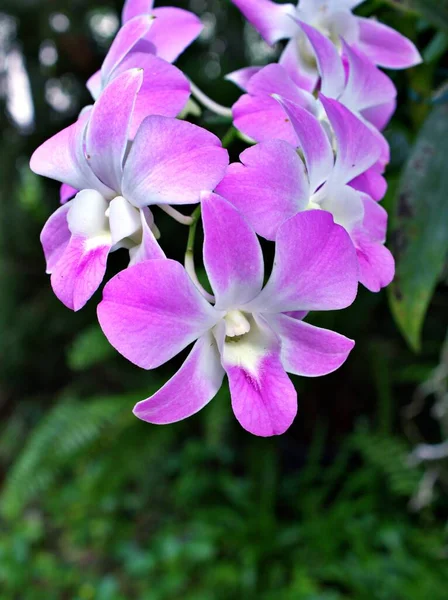 優しく紫色の花の蘭のクッキータウン 熱帯の庭に咲くDendrobium Bigibbum 美しい背景のための柔らかい選択的フォーカス 自然の美しさの繊細な夢 コピースペース 素敵なマクロ 美しい植物壁紙 — ストック写真
