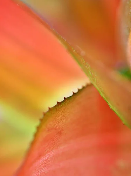 Closeup Laranja Outono Licença Abstrato Outonal Natureza Folha Textura Natureza — Fotografia de Stock