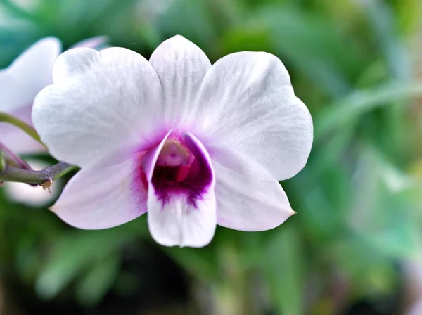 優しく白い紫色の花の蘭の料理の町 美しい背景のための柔らかい選択的なフォーカス 自然の美しさの繊細な夢 コピースペース 素敵なマクロで開花Dendrobium Bigibbum — ストック写真