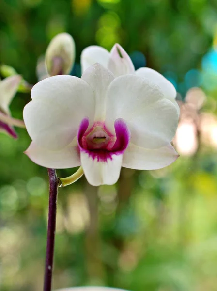 Jemně Bílé Květinové Orchideje Vaření Město Dendrobium Bigibum Kvetoucí Zahradě — Stock fotografie