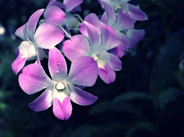 Gently purple flower orchids  cooktown ,Dendrobium bigibbum blooming in garden tropical ,soft selective focus for pretty background, delicate dreamy of beauty of nature ,copy space ,lovely macro ,beautiful flora wallpaper