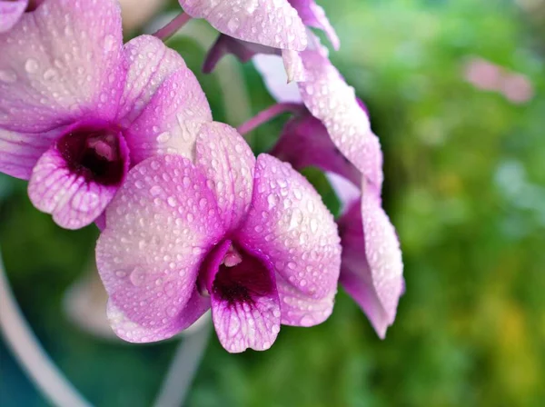 Jemně Bílo Fialové Květinové Orchideje Kuchařské Město Dendrobium Bigibum Kvetoucí — Stock fotografie