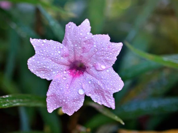 Růžová Ruellia Simplex Tuberosa Humilis Divoké Petúnie Květiny Zahradě Kapkami — Stock fotografie