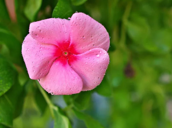 Gently pink flower Periwinkle Madagascar ,Catharanthus roseus  flowering plants in garden with sunlight ,soft selective focus ,delicate dreamy of beauty of nature and blurred background ,copy space