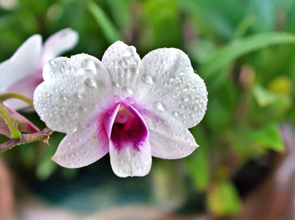 Jemně Bílé Květinové Orchideje Vaření Město Dendrobium Bigibum Kvetoucí Zahradě — Stock fotografie
