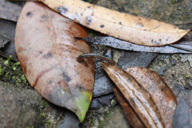Lane Cove Ulusal Parkı, Sydney, NSW, Avustralya 'da yaprak üzerinde bir sülük..