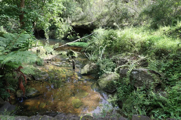 Bidjigal Rezervi, Sydney, NSW, Avustralya