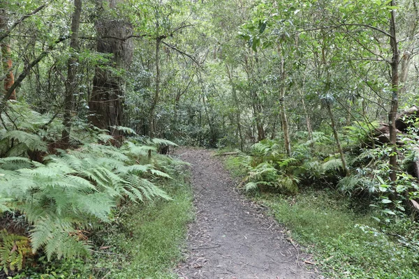 Bidjigal Rezervi, Sydney, NSW, Avustralya