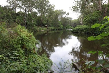 Lane Cove Ulusal Parkı 'ndaki Lane Cove Nehri' nin yanındaki Great North Walk, Sydney, NSW, Avustralya