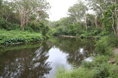 Lane Cove Ulusal Parkı 'ndaki Lane Cove Nehri' nin yanındaki Great North Walk, Sydney, NSW, Avustralya
