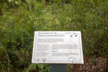 Blackbutts (Eucalyptus pilularis) ve Lane Cove Ulusal Parkı, Sydney, NSW, Avustralya