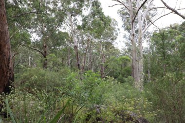 Büyük Kuzey Yürüyüşü 'nden Lane Cove Ulusal Parkı' ndaki ağaçların görüntüsü, Sydney, NSW, Avustralya