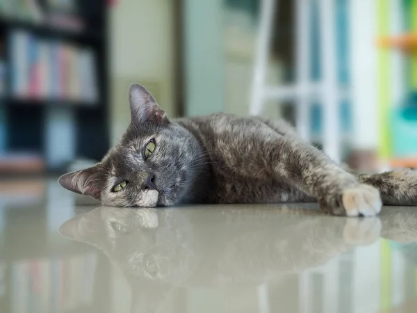 Macskaszürke Minta Alvás Elmosódott Háttér Cica Thailand Aranyos Hiteles — Stock Fotó