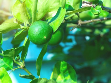 Ağaçta taze kireç ve bulanık arkaplan. çiğ turunçgiller konsepti.