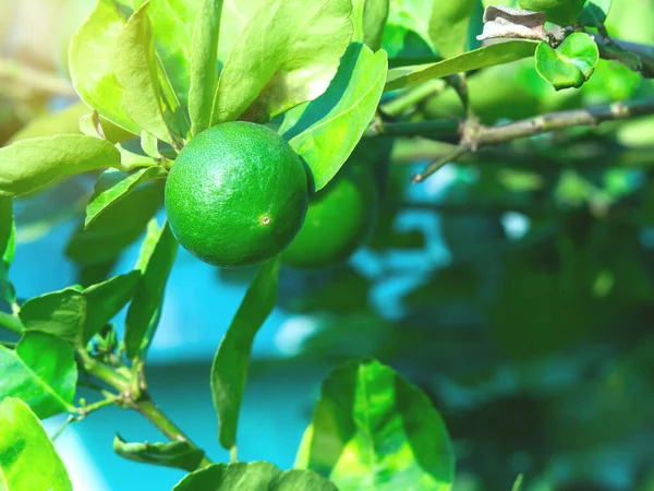 Ağaçta taze kireç ve bulanık arkaplan. çiğ turunçgiller konsepti.