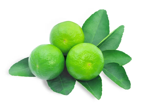 Limegrön Blad Lime Isolerad Vit Bakgrund Nytta Hosta Expectorate Behandling — Stockfoto
