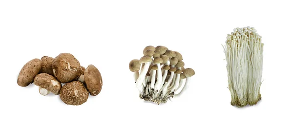 Shiitake Hypsizygus Marmoreus Enokitake Flammulina Velutipes Svamp Isolerad Vit Bakgrund — Stockfoto