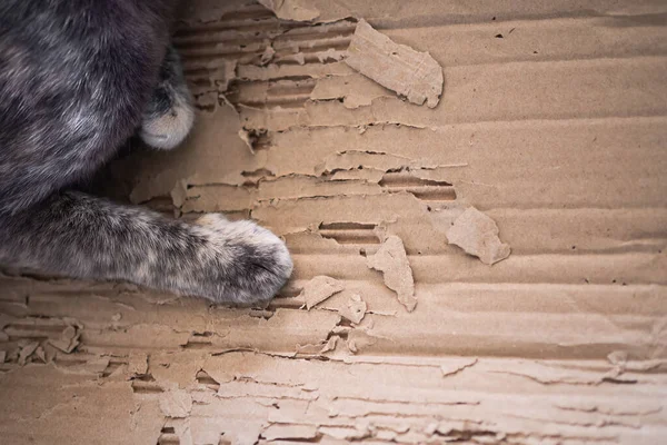 Csukd Macskát Papírdobozon Aranyos Háziállat Koncepció — Stock Fotó