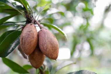 Sapodilla otantik ve bulanık arkaplanlı dalların üzerinde yapraklar. Tayland 'da tropik meyve yazı ve bahçede organik bir organ nakli. sağlık konsepti için tatlı yiyecekler.