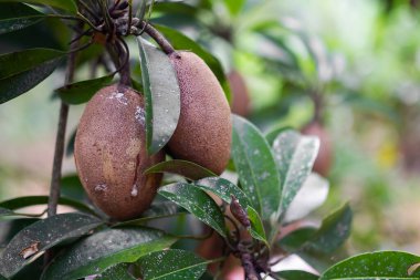 Sapodilla otantik ve bulanık arkaplanlı dalların üzerinde yapraklar. Tayland 'da tropik meyve yazı ve bahçede organik bir organ nakli. sağlık konsepti için tatlı yiyecekler.