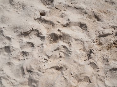 Sahilde otantik kumsal doğası. Yaz tatili konsepti için.