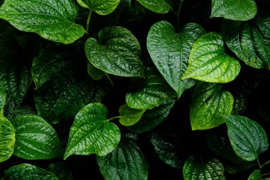 Piper Sarmentosum. Vahşi betel yapraklı bitki. Sağlık konsepti için yiyecek ve içecek.