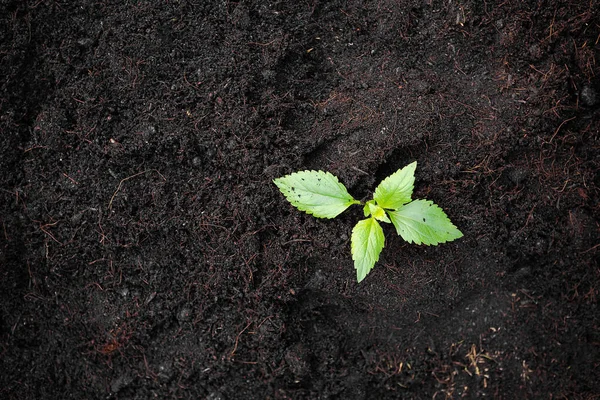 Small Tree Soil Tree Planting Saving Environment Arbor Day Card — Stock Photo, Image