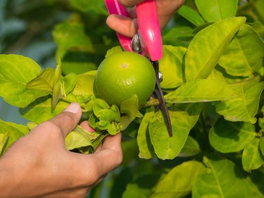 Kesik kireç yeşili ile kireç yapraklarının bulanık görüntüsünü kapat. Tayland yemeği konsepti.