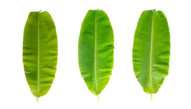 Beyaz arkaplanda muz yaprakları.