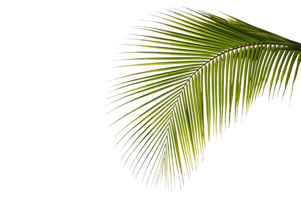 Coconut Leaves Green Palm Leaves Isolated White Background Tourist Travel — Stock Photo, Image