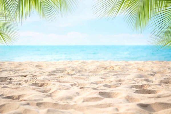 Pile Sand Beach Palm Leaves Coconut Leaves Coast Blur Blue — Stock Photo, Image