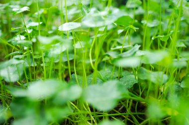 Asyalı, centella asiatica, gotu kola, Hint Pennywor Park. organik bitki doğası. Sağlık konsepti için çiğ gıda.