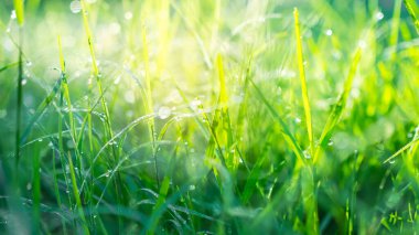 Çimlerin üzerine çiy damlası ve güneş ışığı bokeh. Sabah ve yağmurdan sonra tatlı sulu sulara su dök. Bahar mevsiminde doğa. Çevre koruma kavramı.