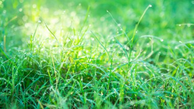 Çimlerin üzerine çiy damlası ve güneş ışığı bokeh. Sabah ve yağmurdan sonra tatlı sulu sulara su dök. Bahar mevsiminde doğa. Çevre koruma kavramı.