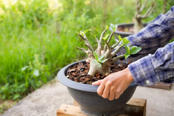 El çiftçisi elinde plastik saksı ve yeşil çimlerde adenyum obesum ağacı tutuyor. Azalea büyüyen ağaçlar dikmek için bahçe işleriyle uğraşıyor. organik modern tarım kavramı.