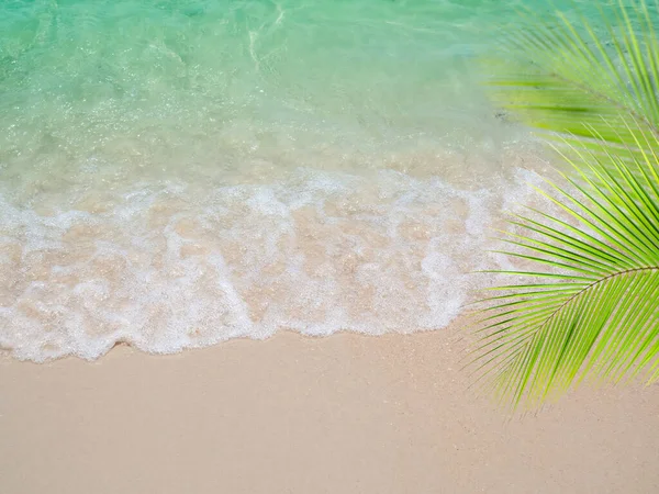 Sand Beach Leaves Palm Coconut Soft Wave Coast Blue Sea — Stock Photo, Image