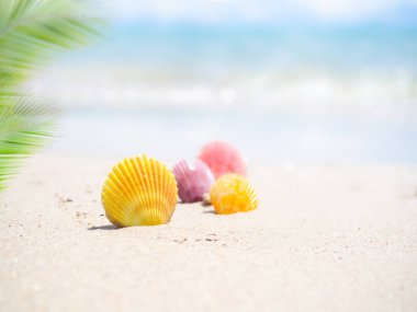 Deniz kabuğu kumsalda bulanık bokeh mavi deniz ve mavi palmiye ya da kıyıda hindistan cevizi yaprakları. Tropik yaz tatili konsepti için..