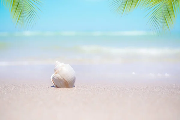Sea Shell Sand Beach Leaves Palm Coconut Soft Wave Coast — Stock Photo, Image